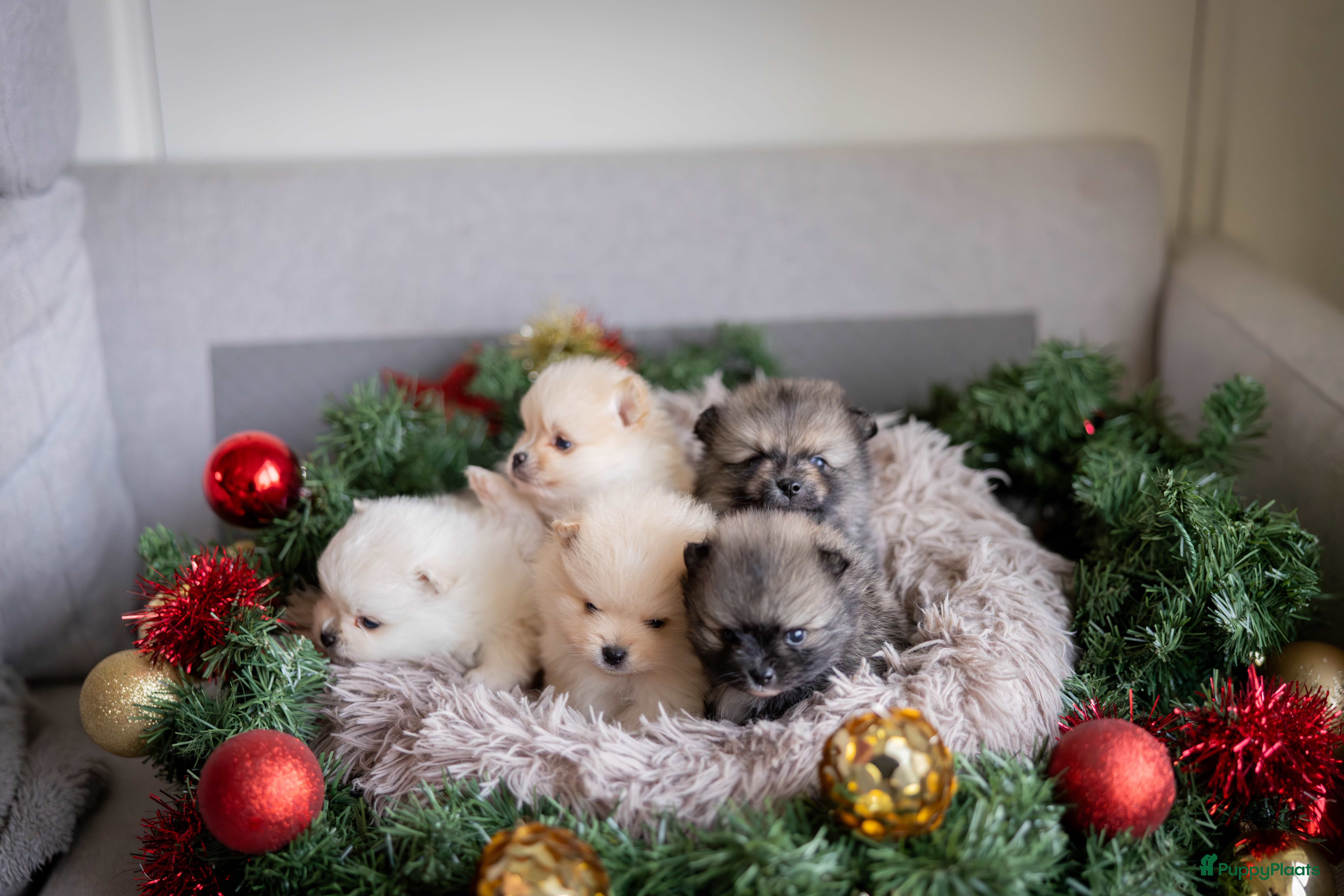 Pomeriaan honden Knappe Bear face Pomeriaan pups - Advertentie 4