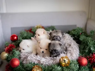 Pomeriaan honden Knappe Bear face Pomeriaan pups - Advertentie 7