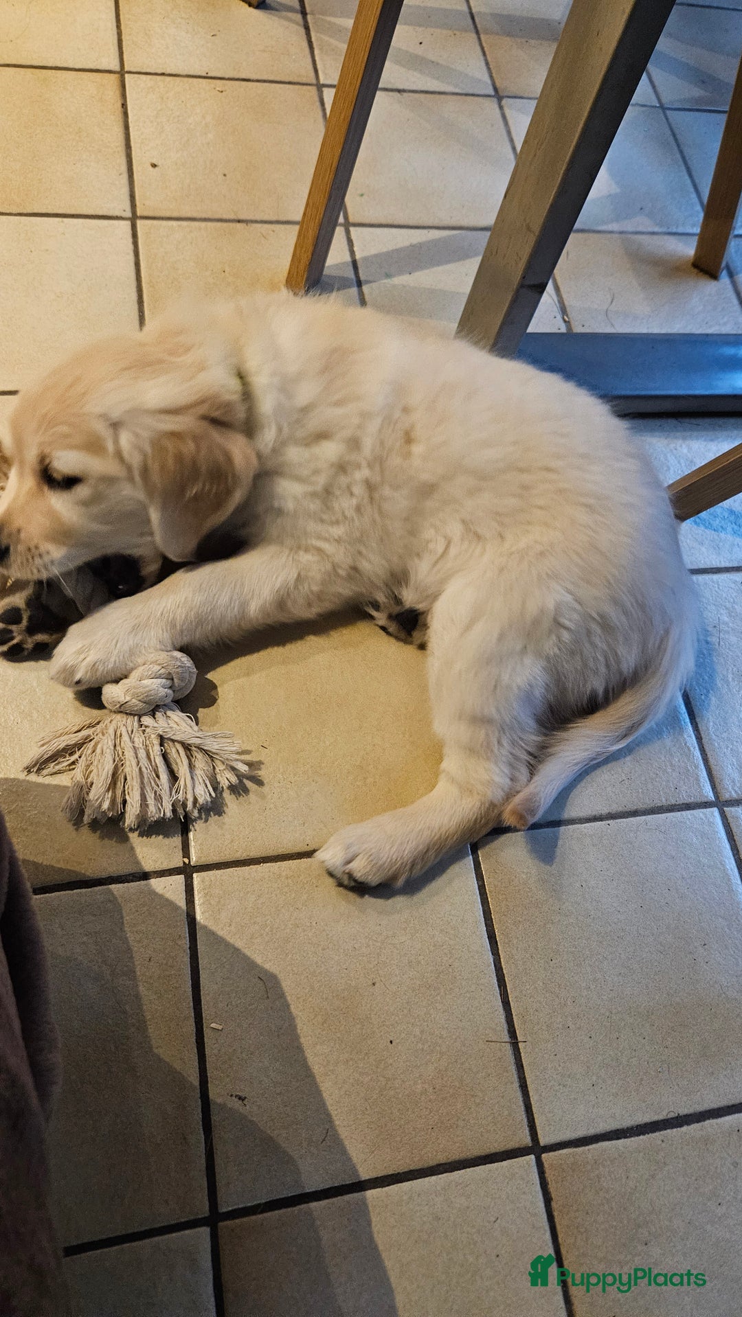 Golden Retriever honden te koop: Golden retriever pup - Advertentie 2