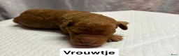 Goldendoodle honden te koop: Goldendoodles F1B - Advertentie 11