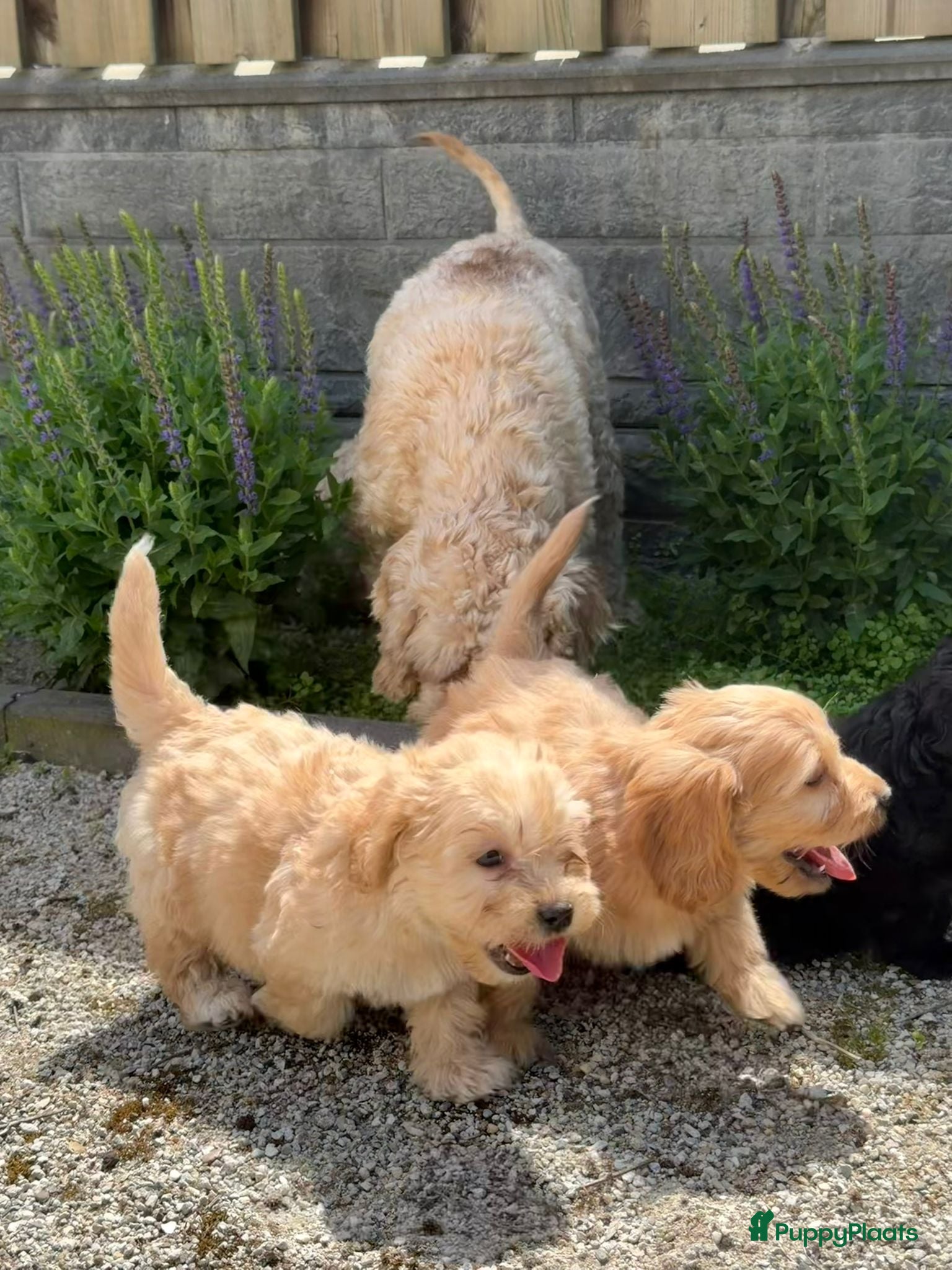 Cockapoo honden te koop: Cockapoo x boomer pups  - Advertentie 9
