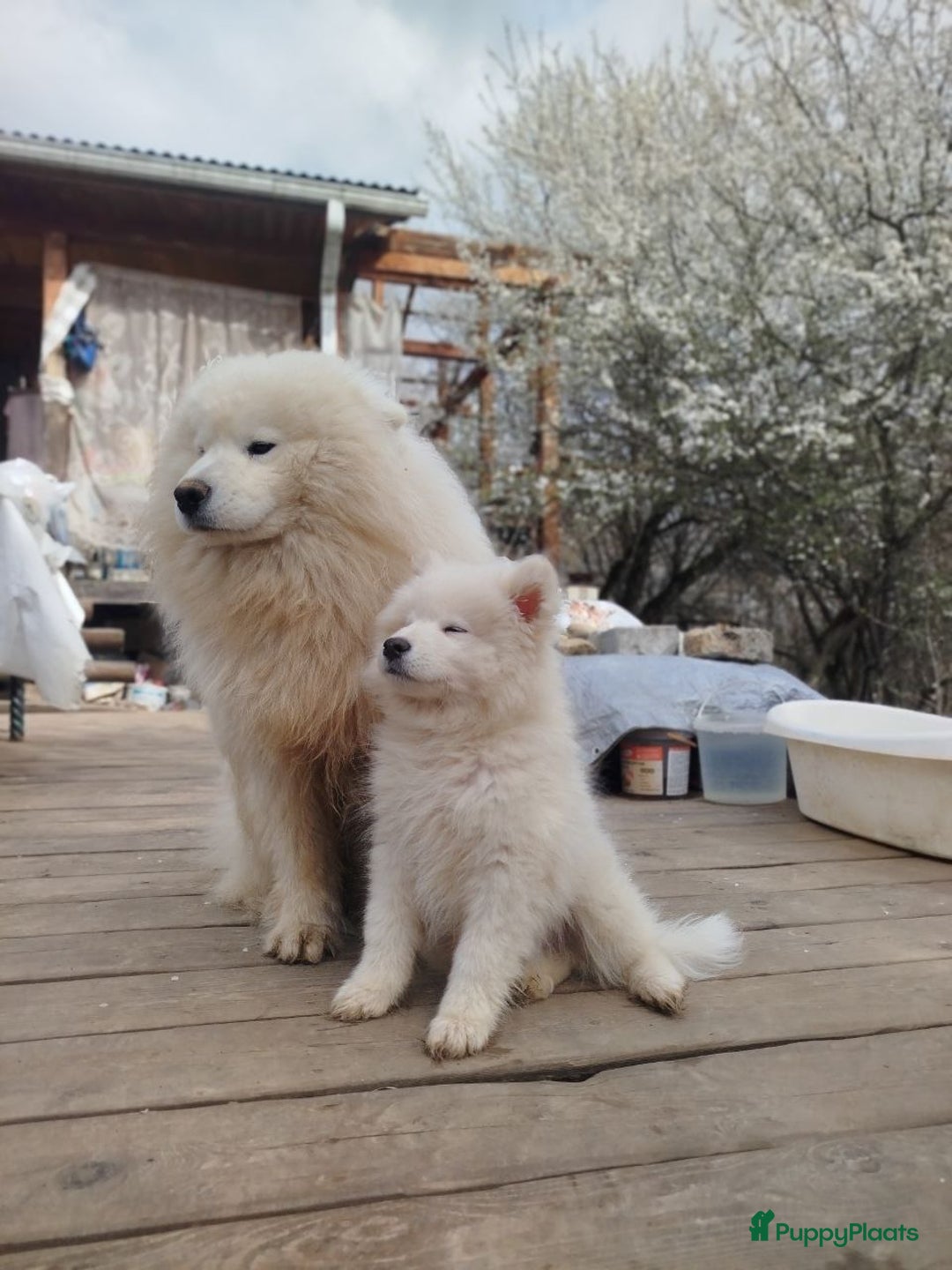 Samojeed honden te koop:  Jonge Samojeed pups - Advertentie 1