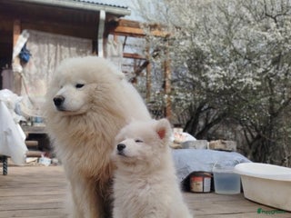 Samojeed honden Jonge Samojeed pups - Advertentie 8