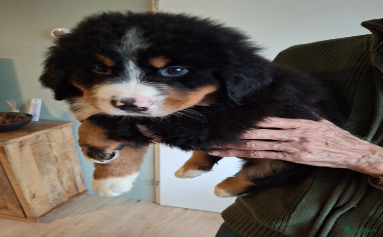 Berner Sennenhond honden Te koop berner sennen pups - Advertentie 1