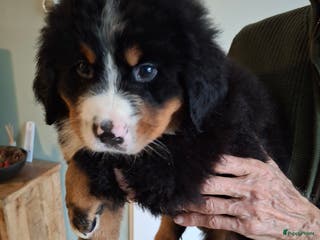 Berner Sennenhond honden Te koop berner sennen pups - Advertentie 2