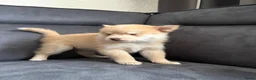 Pomsky honden te koop: Pomeriaan pomsky pups - Advertentie 19
