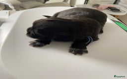 Shih Tzu honden te koop: Shih Tzu puppy's België - Afbeelding 4