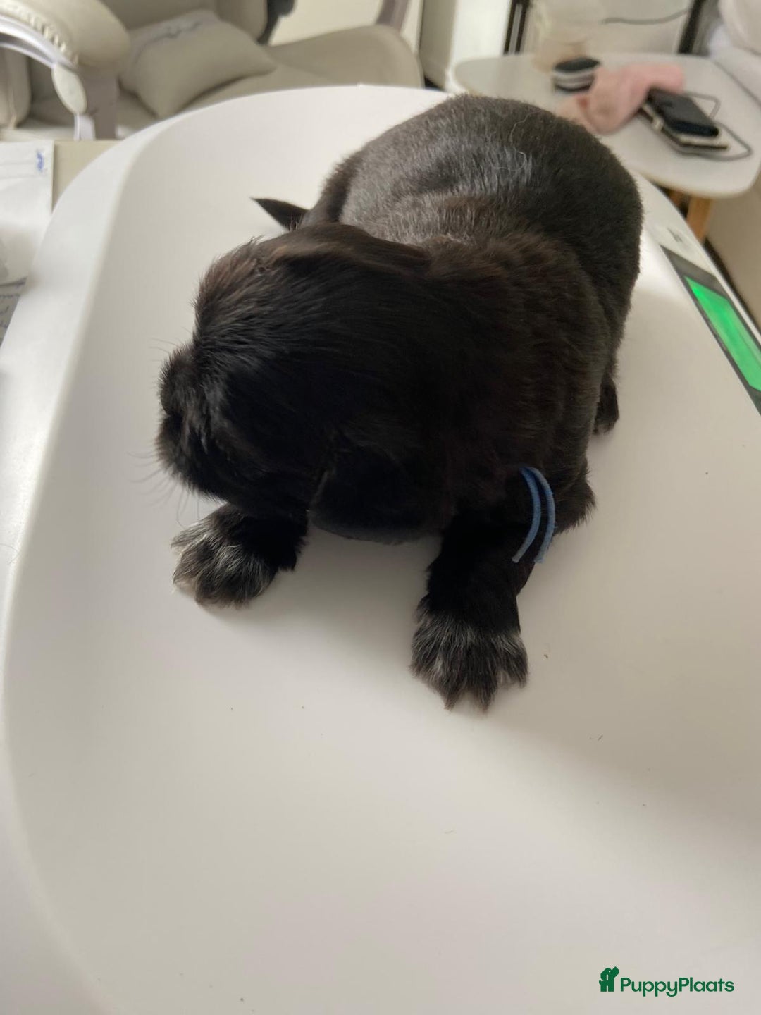 Shih Tzu honden te koop: Shih Tzu puppy's België - Afbeelding 4