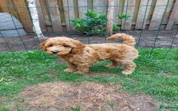 Poedel honden te koop: Raszuivere middenmaat poedelpups - Afbeelding 4