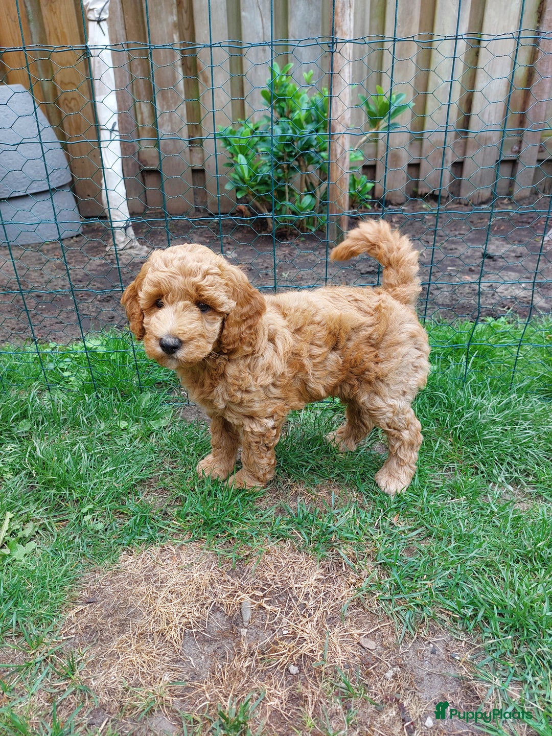 Poedel honden te koop: Raszuivere middenmaat poedelpups - Afbeelding 4