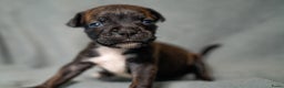 Kruising honden te koop: Pitbull x Cane Corso x Old English Bulldog puppies - Advertentie 10