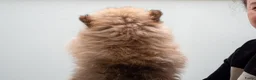 Kruising honden te koop: 4 Prachtige Keeshond/Pomeriaan pups (Oranje-Sabel) in Den Haag - Advertentie 14