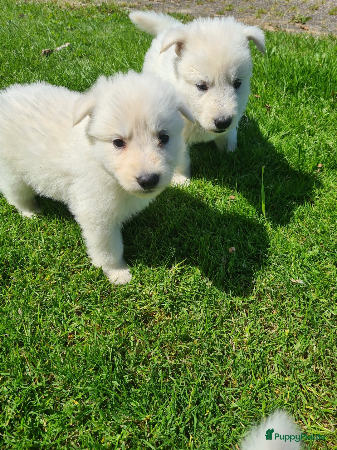 Zwitserse Witte Herdershond honden te koop: super mooie goed gesocialiseerd witte herder pups  - Afbeelding 5