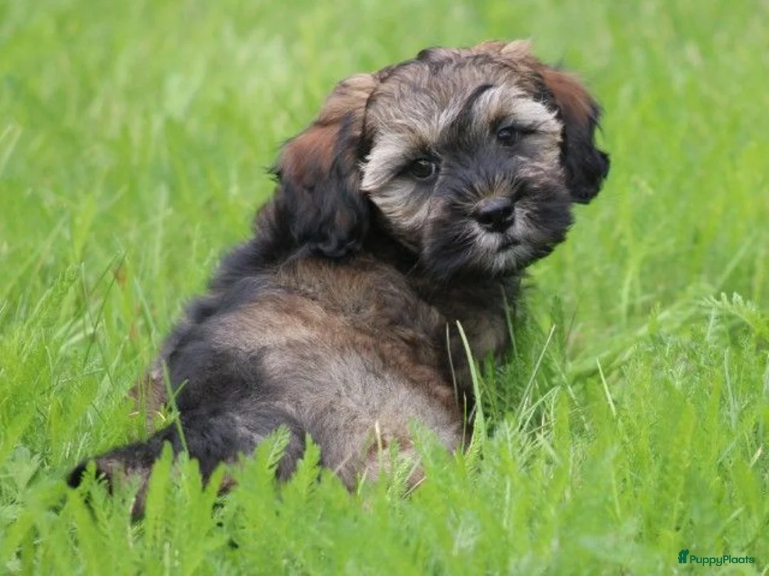 Maltipoo honden te koop: Leuke maltipoo pup - Advertentie 14