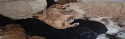 Cockapoo honden te koop: 2 mooie cockapoo meisjes - Advertentie 7
