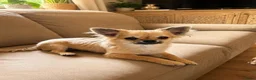 Chihuahua honden te koop: Kleine Chihuahua pups - Advertentie 4