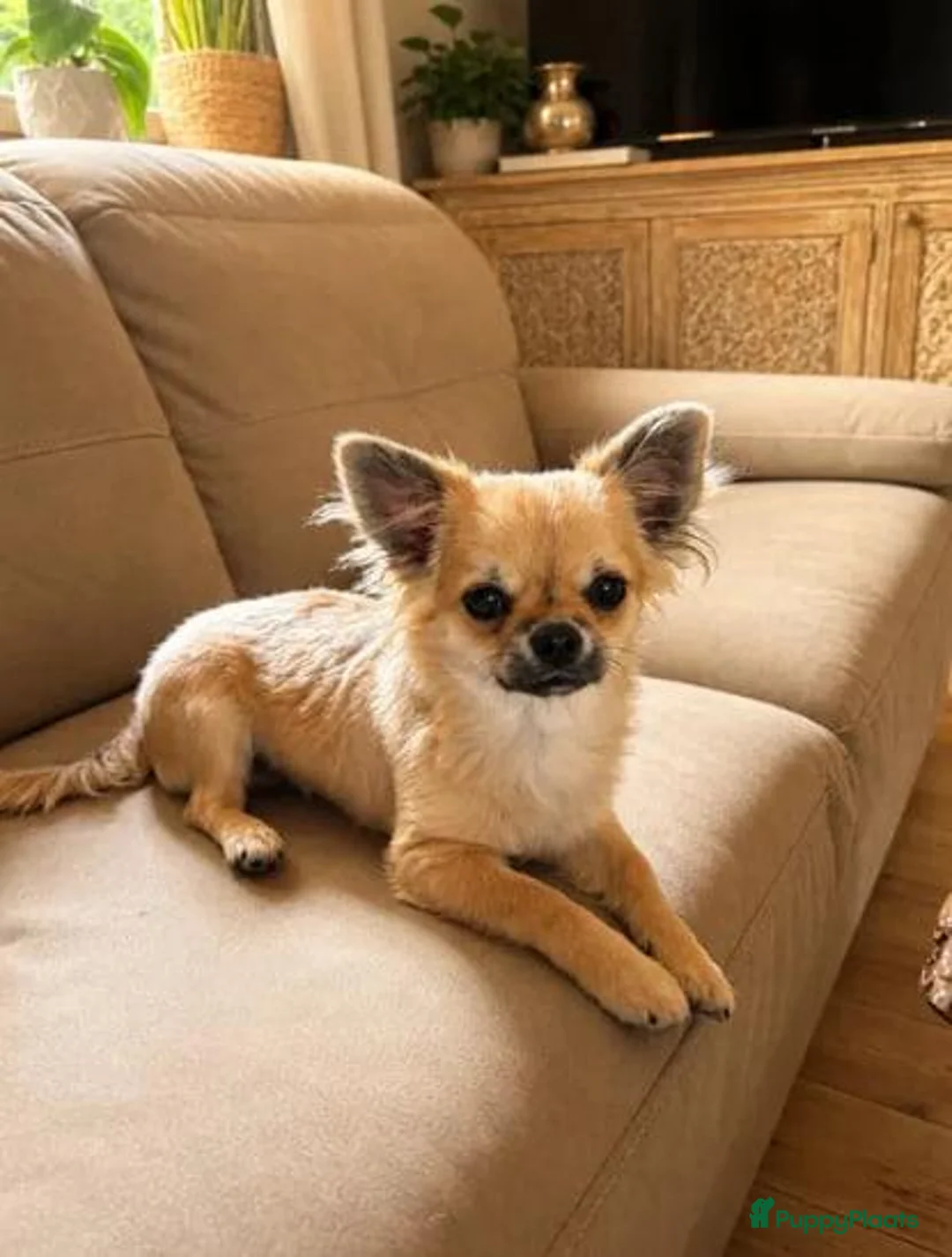 Chihuahua honden te koop: Kleine Chihuahua pups - Advertentie 4