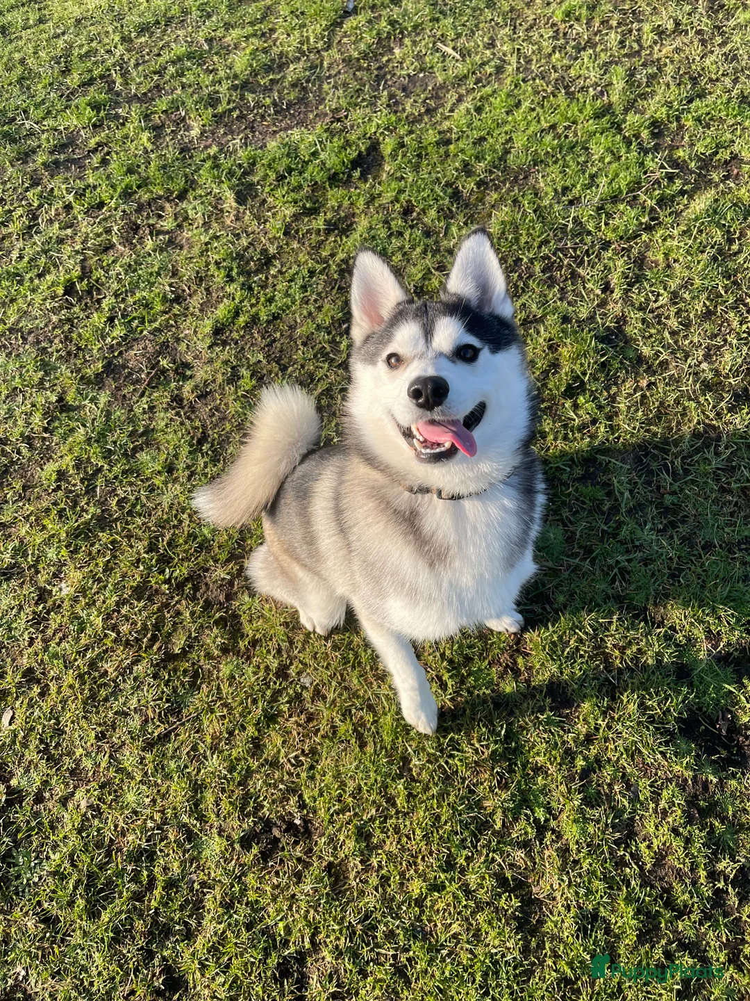 Pomsky honden ter dekking: Pomsky - Dekreu geboden - Advertentie 1