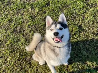 Pomsky honden Pomsky - Dekreu geboden - Advertentie 1