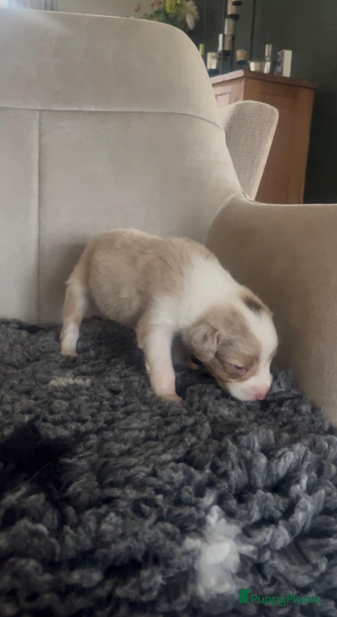 Australian Shepherd honden te koop: Raszuivere Australian Shepherd pups - Advertentie 19