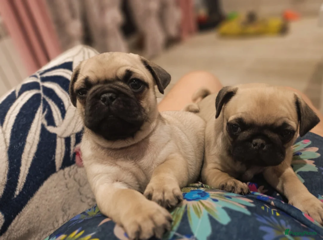 Retromops honden te koop: retro mopspupjes beschikbaar - Advertentie 7