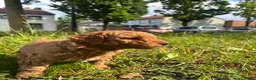 Kruising honden te koop: Toy poedel pups - Advertentie 6