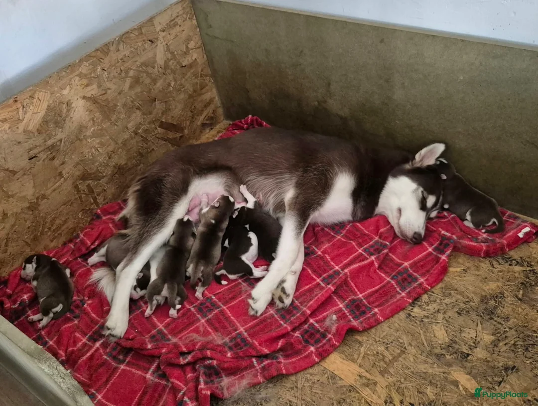 Siberische Husky honden te koop: Husky Pups - Advertentie 8