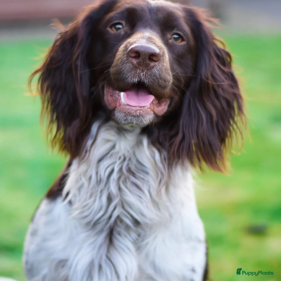 Engelse Springer Spaniel honden te koop: Engelse Springer Spaniël pups - Advertentie 21