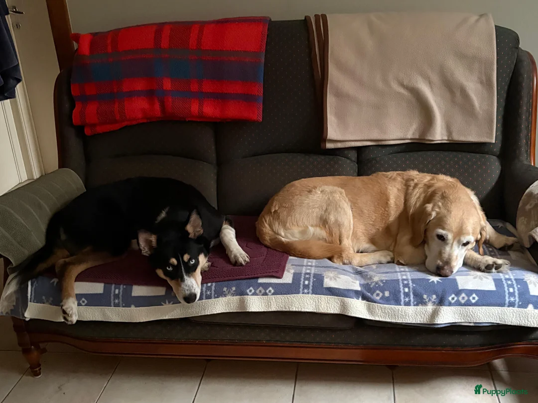 Kruising honden te koop:  Husky kruising dobermans is netjes  - Advertentie 7