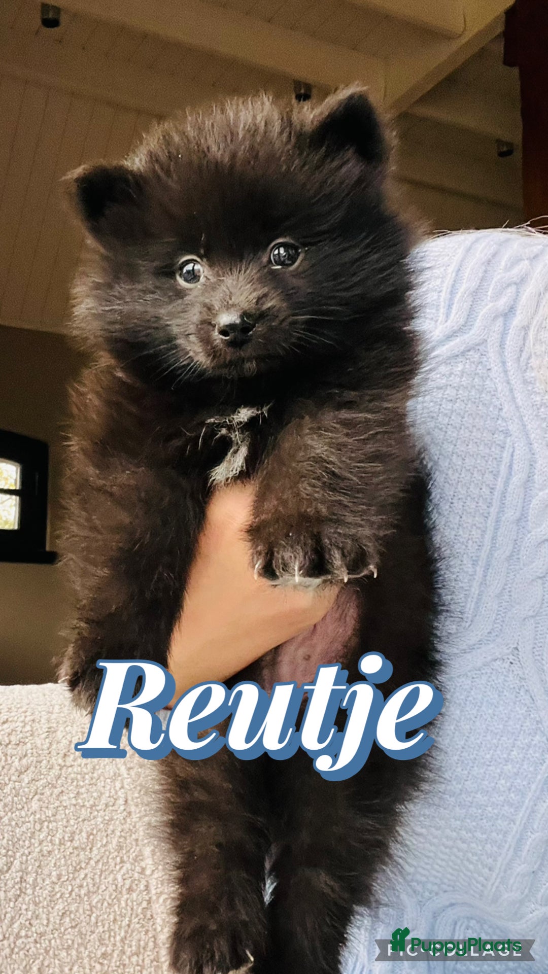 Pomsky honden te koop: Pomsky pups  - Advertentie 3