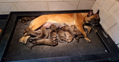 Mechelse Herder honden - Advertentie 12
