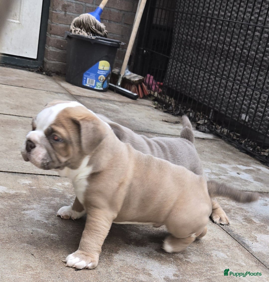 Old English Bulldog honden te koop: Old english bulldog pup mag nest verlaten  - Advertentie 3