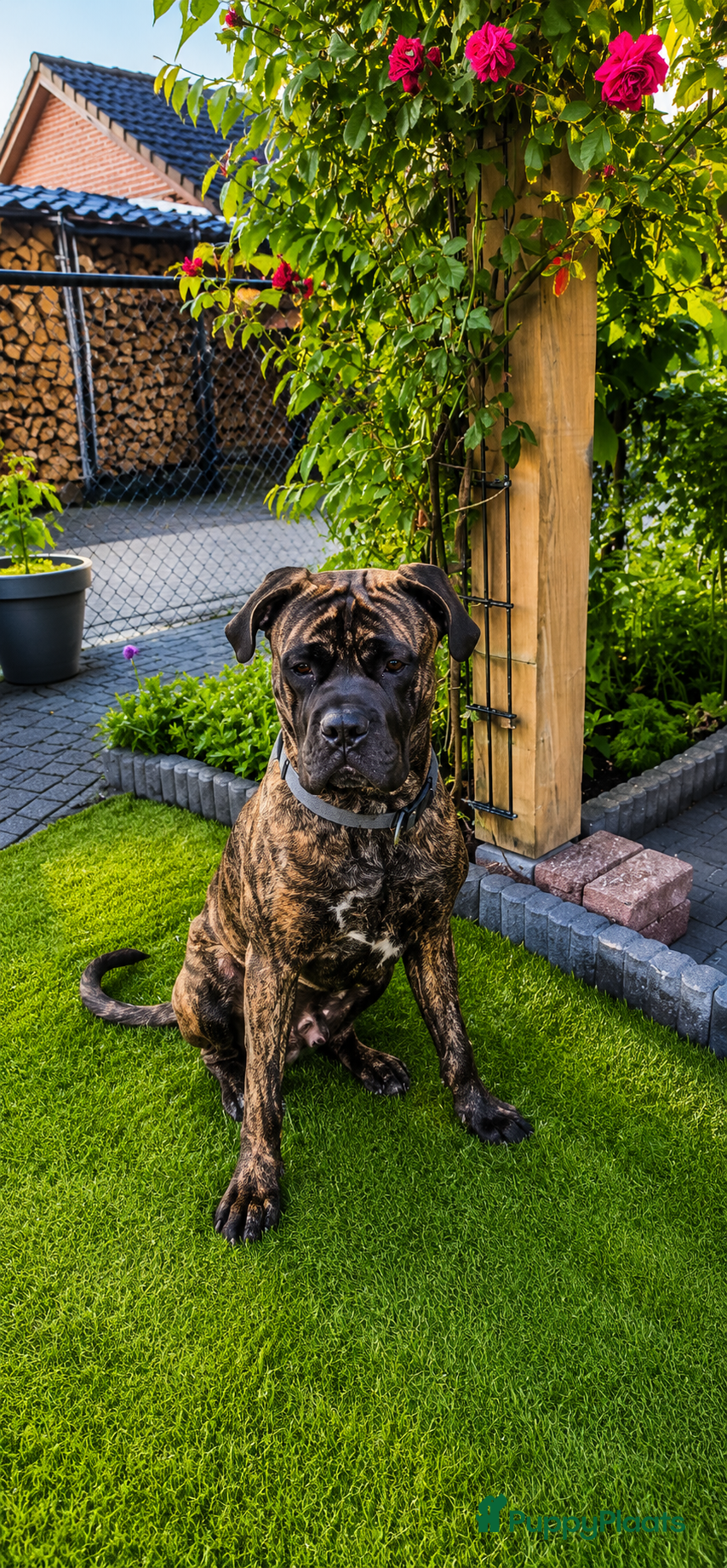 Cane Corso honden Cane Corso X Bullmastiff) beschikbaar  - Advertentie 1