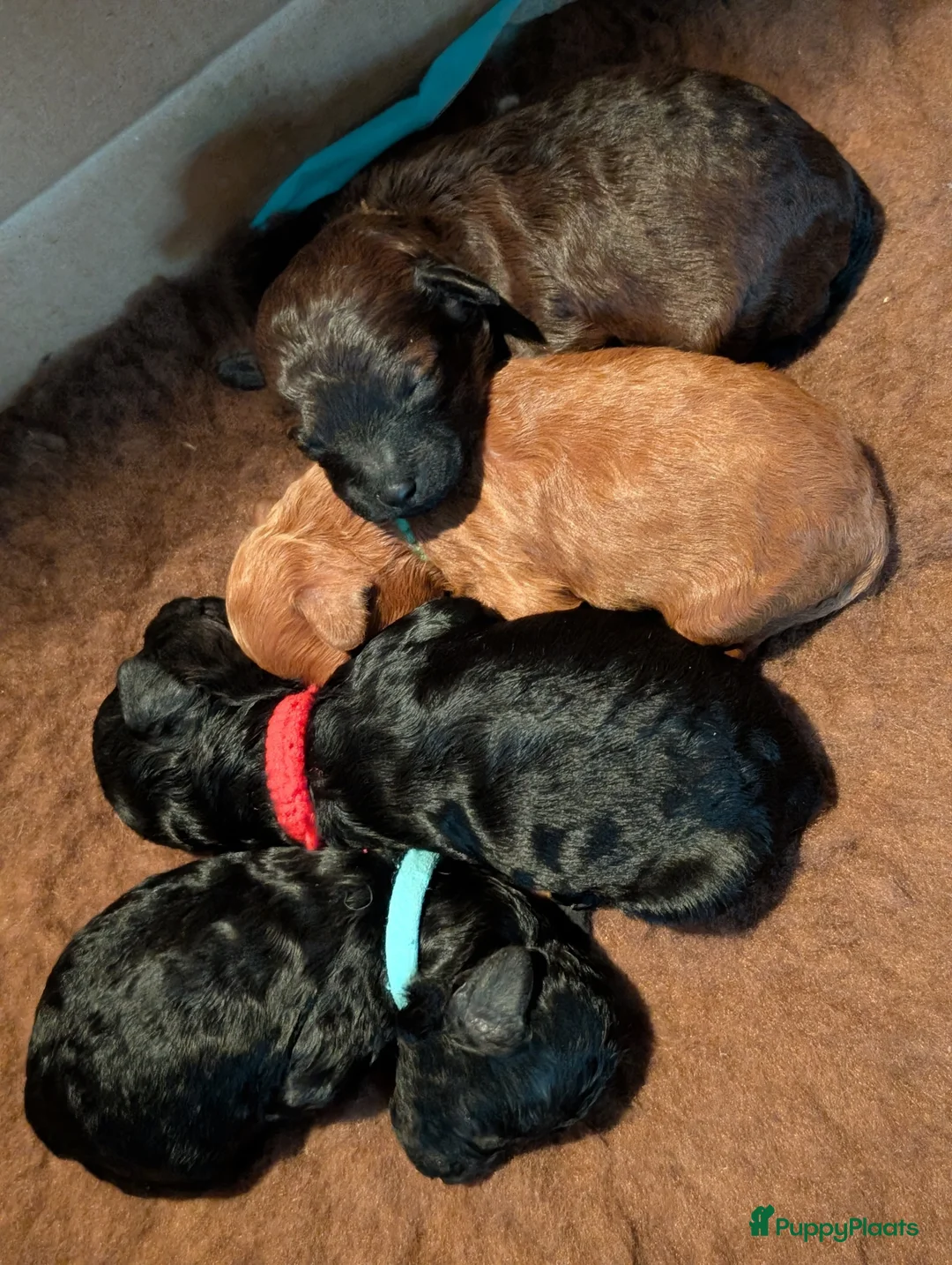 Poedel Toy honden te koop: Toypoedel puppies  - Advertentie 13