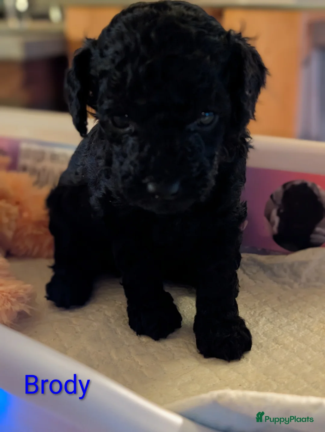Poedel Toy honden te koop: Toypoedel puppies  - Advertentie 17