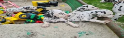 Dalmatiër honden te koop: dalmatiër puppy's zoeken leuk baasje. - Advertentie 3