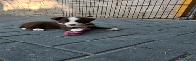Border Collie 5
