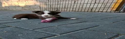 Border Collie honden te koop: Border collie pups - Advertentie 6