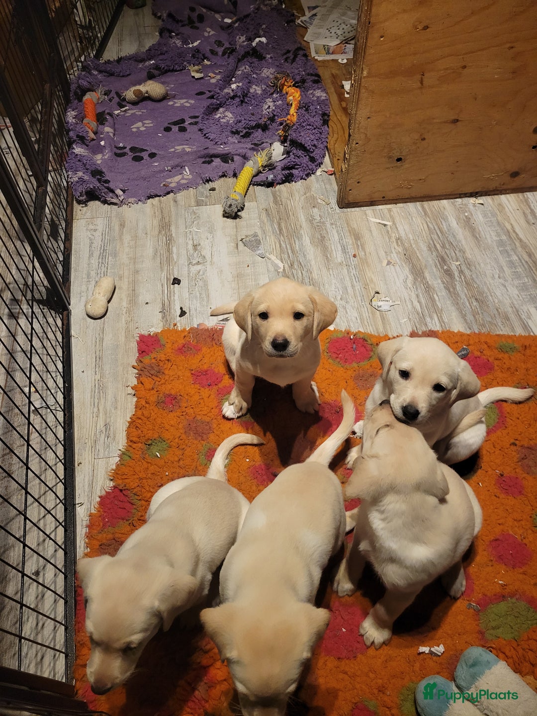 Labrador Retriever honden te koop: Stamboom fieldtrial labrador pups - Advertentie 16