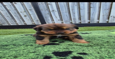 Kruising honden - Advertentie 4