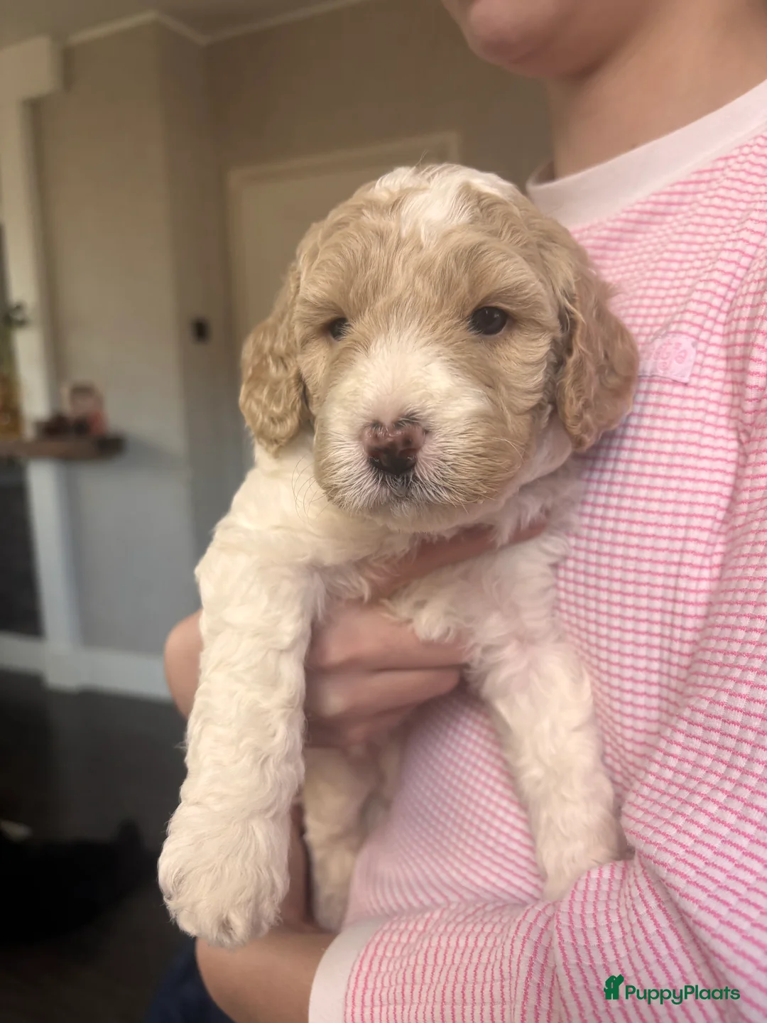 Kruising honden te koop: Prachtige  mini labradoodle pups  - Advertentie 3