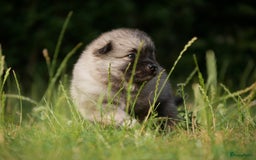Boomer honden te koop: Kruising Keeshond x Japanse Spits - Afbeelding 6