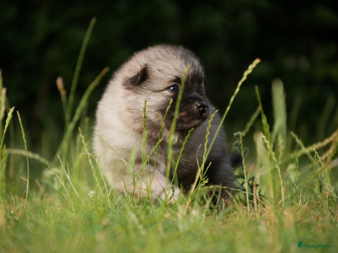 Boomer honden te koop: Kruising Keeshond x Japanse Spits - Afbeelding 6