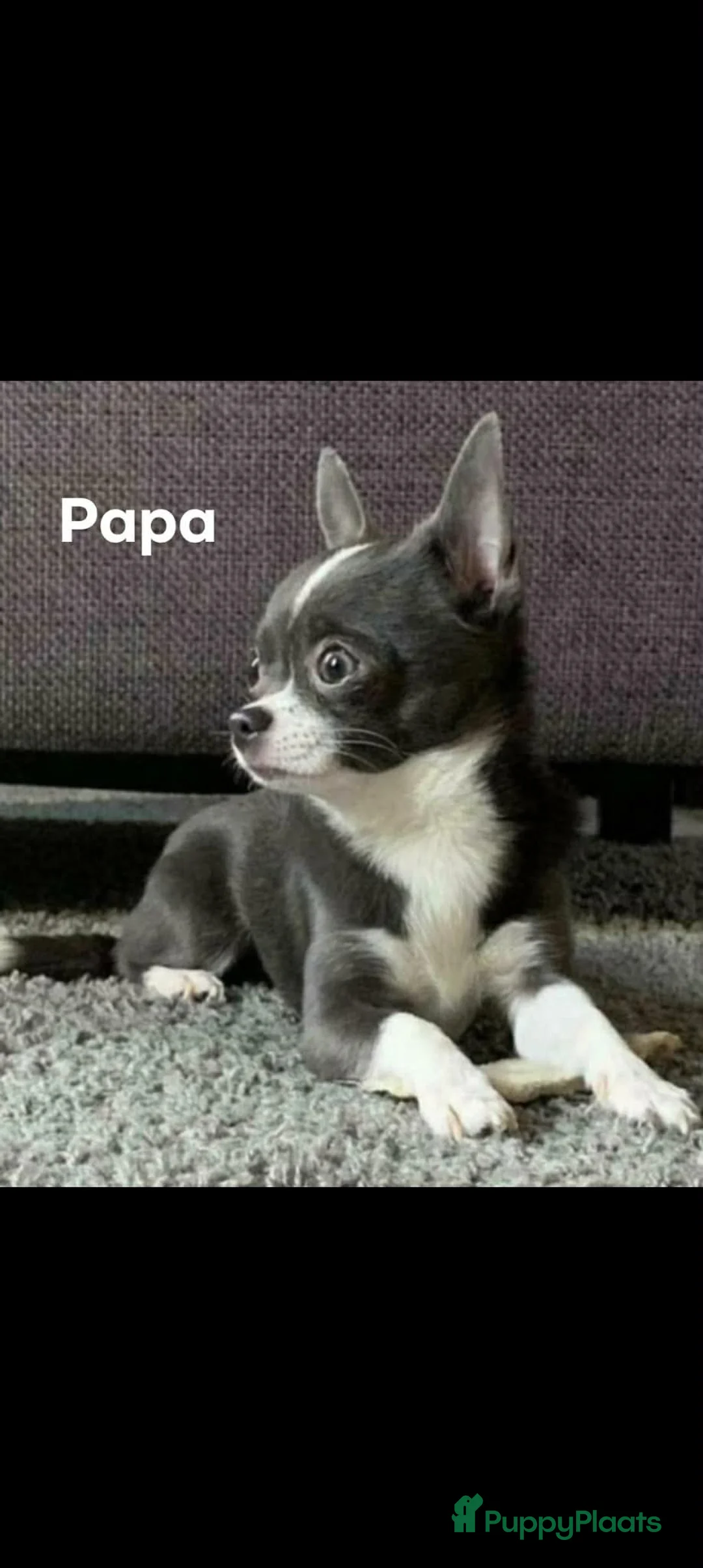 Chihuahua honden te koop: Chihuahua pups 1 reutje beschikbaar - Advertentie 3