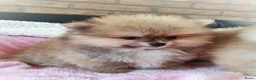 Pomeriaan honden te koop: Drie zeer schattige mini bearface pomeranian pups! - Advertentie 13