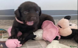 Flatcoated Retriever honden te koop: Flat-beauty  in Culemborg - Afbeelding 1