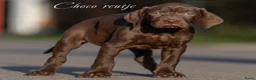 Kruising honden te koop: Labrador X Vizsla pups  - Advertentie 4