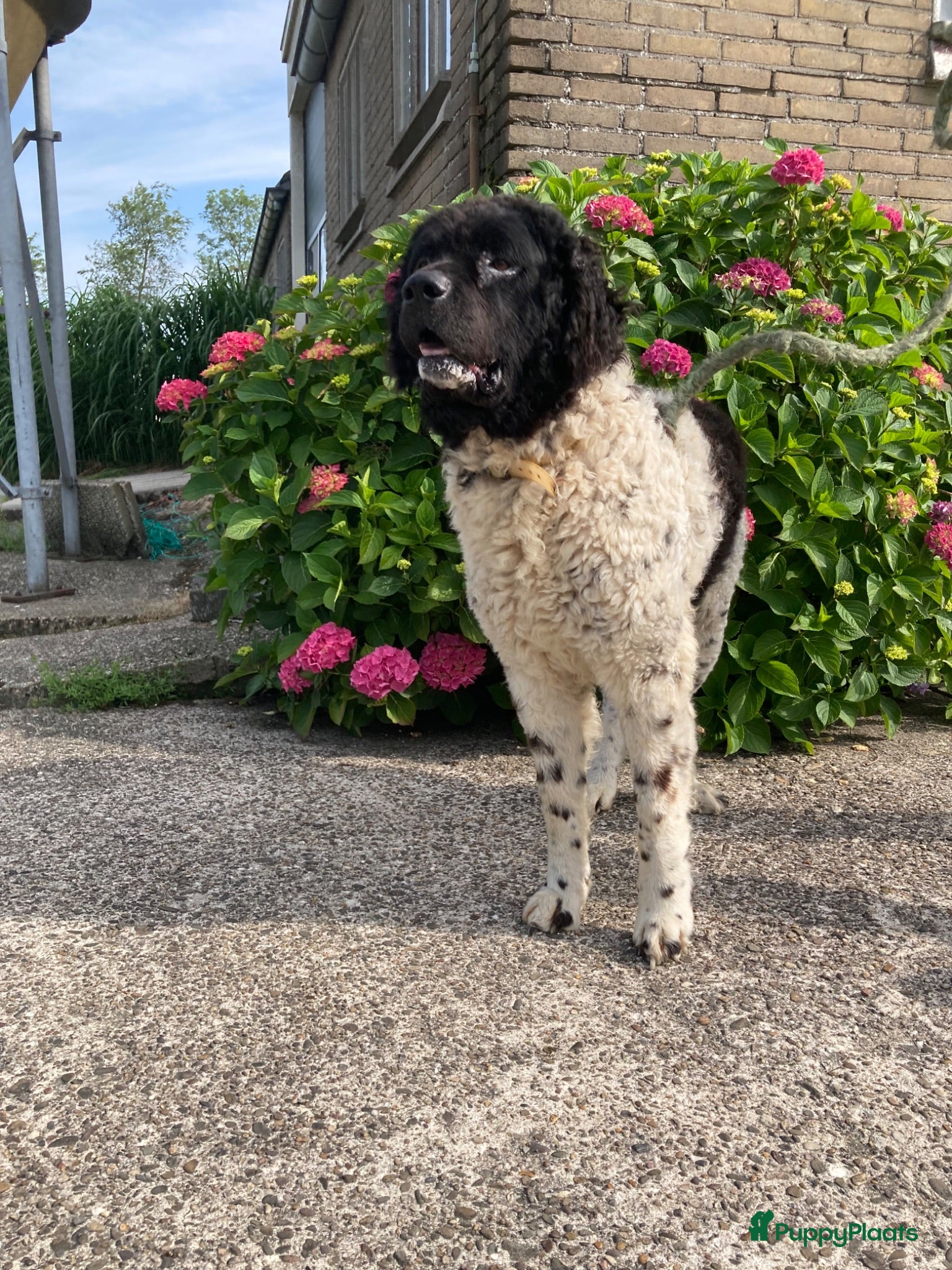 Wetterhoun honden Wetterhoun ter dekking aangeboden  - Advertentie 5