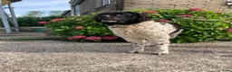 Wetterhoun honden ter dekking: Wetterhoun ter dekking aangeboden  - Advertentie 1