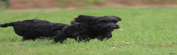 Cockapoo honden te koop: Cockapoo pups - Advertentie 22
